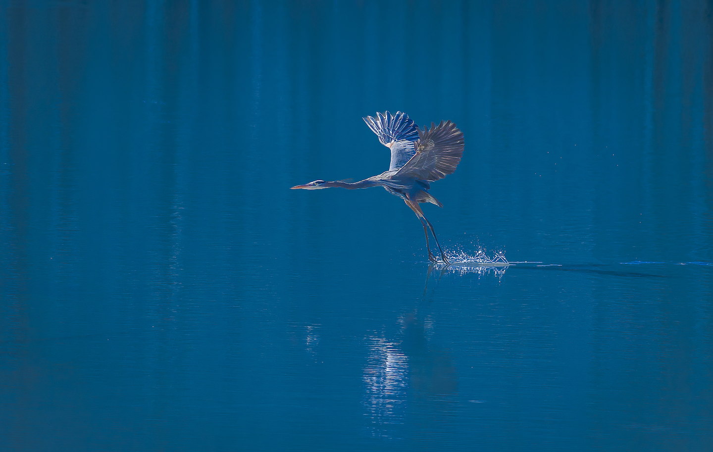 3rd PrizeOpen Nature In Class 3 By Wayne Thomas For My Blue Heron APR-2024.jpg
